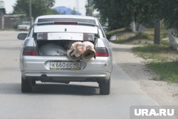 Если груз выступает за габариты автомобиля, его нужно обозначить специальным знаком «Крупногабаритный груз»