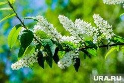 Теплая погода установится с ближайших выходных