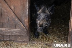 Кабаны не боятся ни собак, ни выстрелов ружья