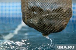 ФАС проверит рост цен на рыбную продукцию