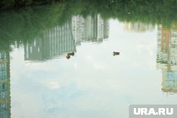 Причину, по которой внезапно позеленел пруд, выявить не удалось