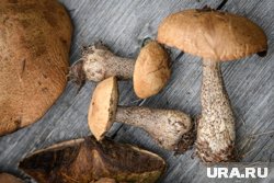 Сезон грибов обычно стартует с середины июля, однако многие начинают собирать их еще весной