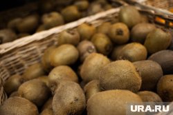 Зараженные плоды не представляют опасности
