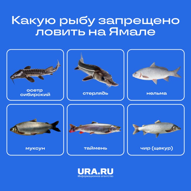 Какую рыбу запрещено ловить в ЯНАО