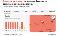 Цветение березы