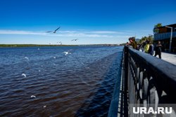 Волонтеры центра помогают убирать мазут с пляжей и спасают птиц из зоны загрязнения