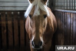 В конном клубе Нижневартовска все лошади здоровы и привиты 