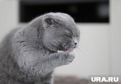 Эта порода кошек отличается спокойным характером