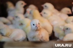 Россельхознадзор обеспечил безопасную перевозку цыплят с соблюдением всех требований
