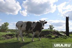 На предприятии обнаружили нарушения при подсчете животных и проблемы с маркировкой