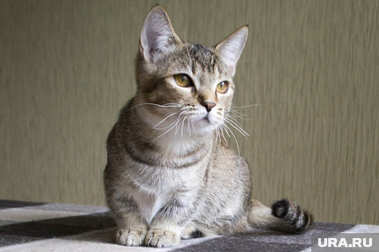 Манчкины — кошки с короткими лапками, которые имеют внешний вид взрослых котят