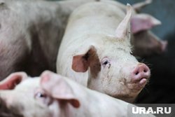 Лекарство применяют для лечения сельскохозяйственных животных и птицы