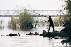 В комментариях тюменцы предположили, что рыба могла стать жертвой щуки или паразита
