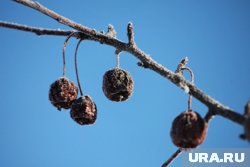 Антициклон принесет в Курганскую область морозы до -10 градусов