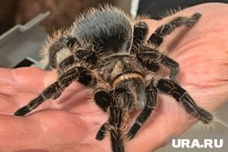 Большой паук поселился у дома на участке (архивное фото)