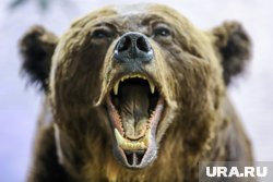 Медведь напугал жителей Магнитогорска своим агрессивным поведением