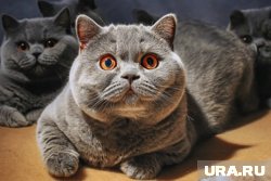 Женщины провели на балконе около часа из-за того, что их запер кот (архивное фото)