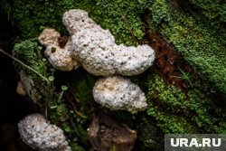 Курганцы находят в лесу редкие грибы