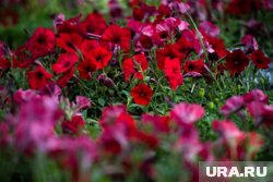 Клумбы с петуниями установили в центре села (архивное фото)