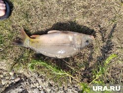 На Старом озере в Кисловодске можно поймать крупного карпа