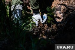 Посадка деревьев проходит в рамках компенсации за вырубку леса при строительстве ЛЭП