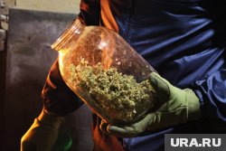 Мужчина вырастил 20 кустов конопли (архивное фото)