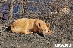 Под Тюменью пса убили выстрелом в голову