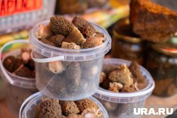 Челябинцы делятся в соцсетях урожаем первых грибов