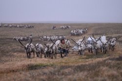 Оленеводство и рыболовство - основные сферы развития Тазовского района