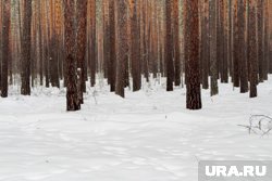 Москвичи в теплую зимнюю погоду ходят в лес за грибами