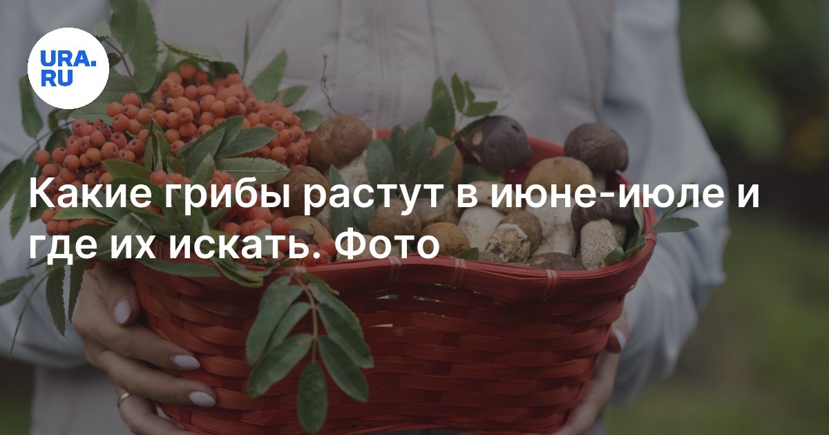 Какие грибы растут в июне-июле и где их искать: фото