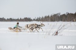 В Ханты-Мансийске прошли гонки на оленьих упряжках