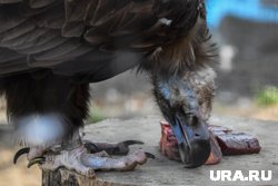 Среди новых поступлений будут и птицы