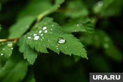 Утренняя роса в этот день считалась доброй приметой