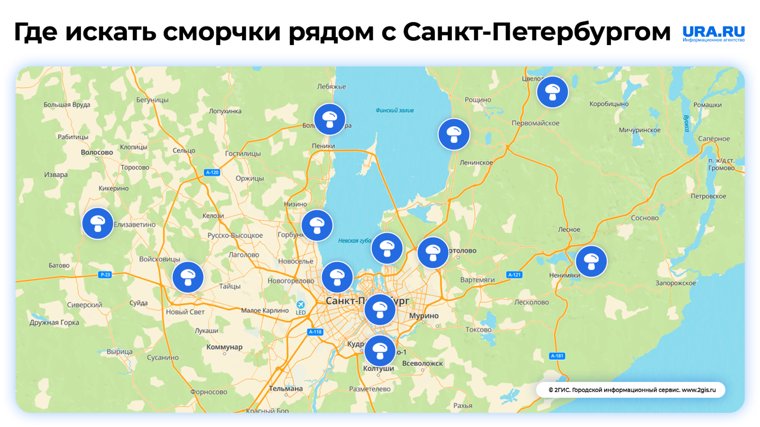 Карта произрастания сморчков в Ленинградской области