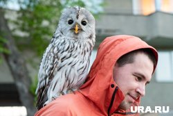Совиных любят в Новом Уренгое 