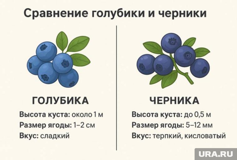 Отличия голубики от черники
