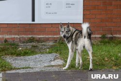 За укус собаки хозяин заплатил деньги пострадавшему