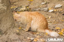 Кот долгое время жил в подвале пермской больницы (архивное фото)