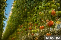 Основная масса тепличного производства сосредоточена в руках трех игроков рынка