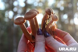 Пермяки делятся «уловом» осенних опят
