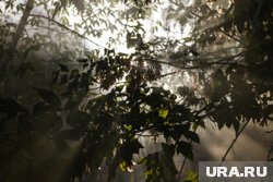 В России в условиях заслушивой погоды ежедневно фиксируются десятки лесных пожаров