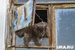 В селе Введенское продается здание бывшей ветклиники (архивное фото)