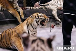 В Челябинске пройдет цирковое шоу Ярослава Запашного