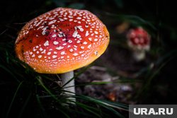 В Москве в порошок из мухоморов продавали в форме БАДов