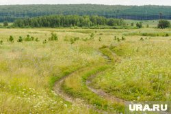 Поля в Брединском районе заросли горчаком 