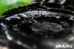 Образцы после обработки оформят в микологический гербарий