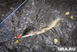 Удачная рыбалка сопровождала ямальца на реке Айваседапур