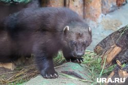 Опасный хищник попал в кадр у соляной кормушки в ЯНАО 