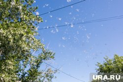 В России продолжается самый неприятный сезон для аллергиков